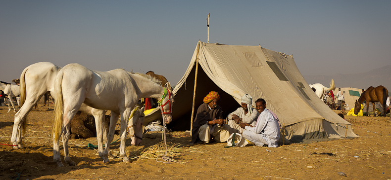De kamelenmarkt van Pushkar