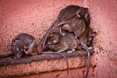 Ratten in de rattentempel van Deshnok