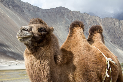 Kameel in de Nubra vallei