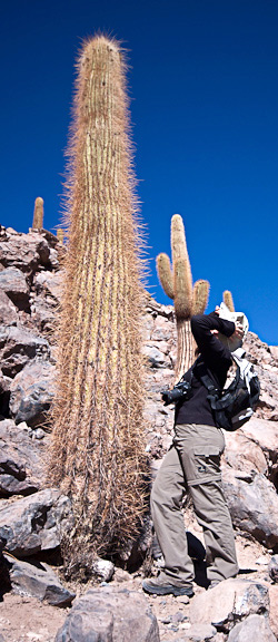 Petra kijkt omhoog naar de cactus