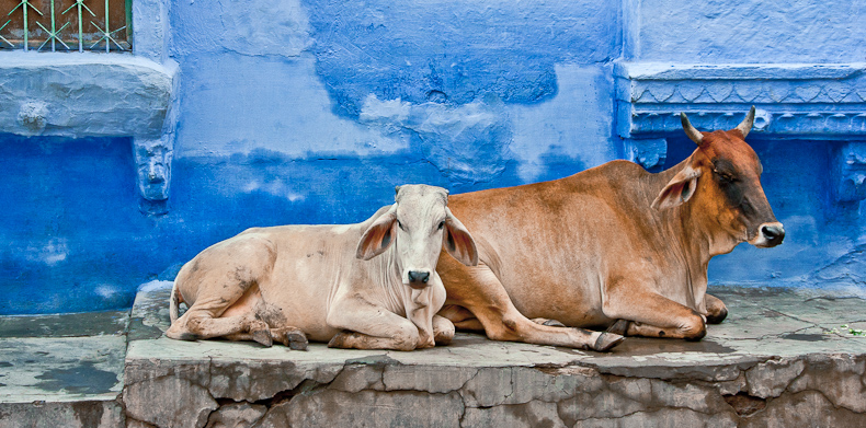 Heilige koeien in Jodhpur